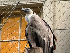 -阿提斯皇家动物园