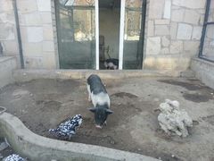 android_upload_pic-北京市海淀外国语实验学校