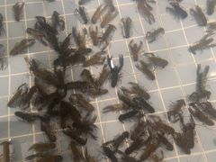 -虾胡闹龙虾馆(湄南河店)