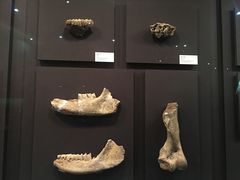 -北京周口店北京人遗址博物馆