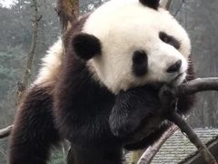 -中国大熊猫保护研究中心雅安碧峰峡基地