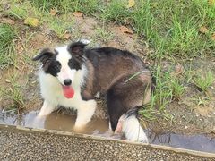 -爪吧宠物乐园 (温榆河示范区店)