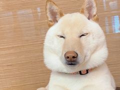 -柴迷FANS CLUB·柴犬狗咖·猫咖