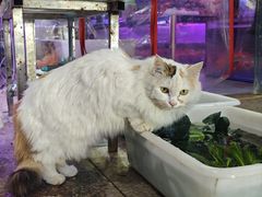 -双季花艺园艺市场(浦东店)