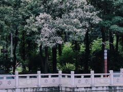 -金花茶公园