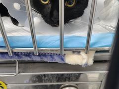 -达爱动物医院·犬猫分区·CT·复杂眼科(远洋山水分院)