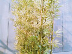 -御仙都北京菜馆·烤鸭店(双井店)