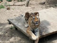 -大连森林动物园