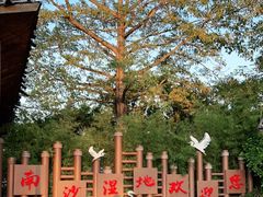 -大湾区中央湿地公园