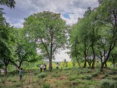 -北京西山国家森林公园