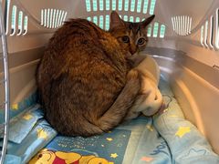 -天宠宠物医院24小时·急重症诊疗中心·全科·腔镜特色(和平分院)