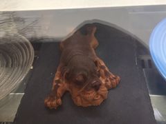 -Sirena海妖日咖夜酒