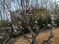 -燕郊植物园