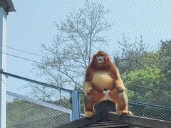 -大连森林动物园