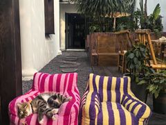 -老地方猫儿面(磁器口店)