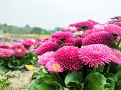 -紫颐香薰山谷景区