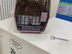 -全心全意连锁动物医院·微创中心·内科急重症·心脏专科(丰管路店)