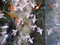 -正佳雨林生态植物园