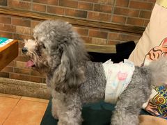 -more than meow吴止猫主题餐厅(承德 中船汇店)