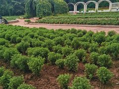 -黑龙江省森林植物园