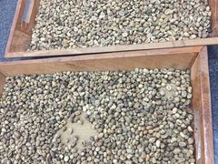 -巴厘岛黄金金兔咖啡工厂