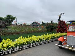 -荷兰花海