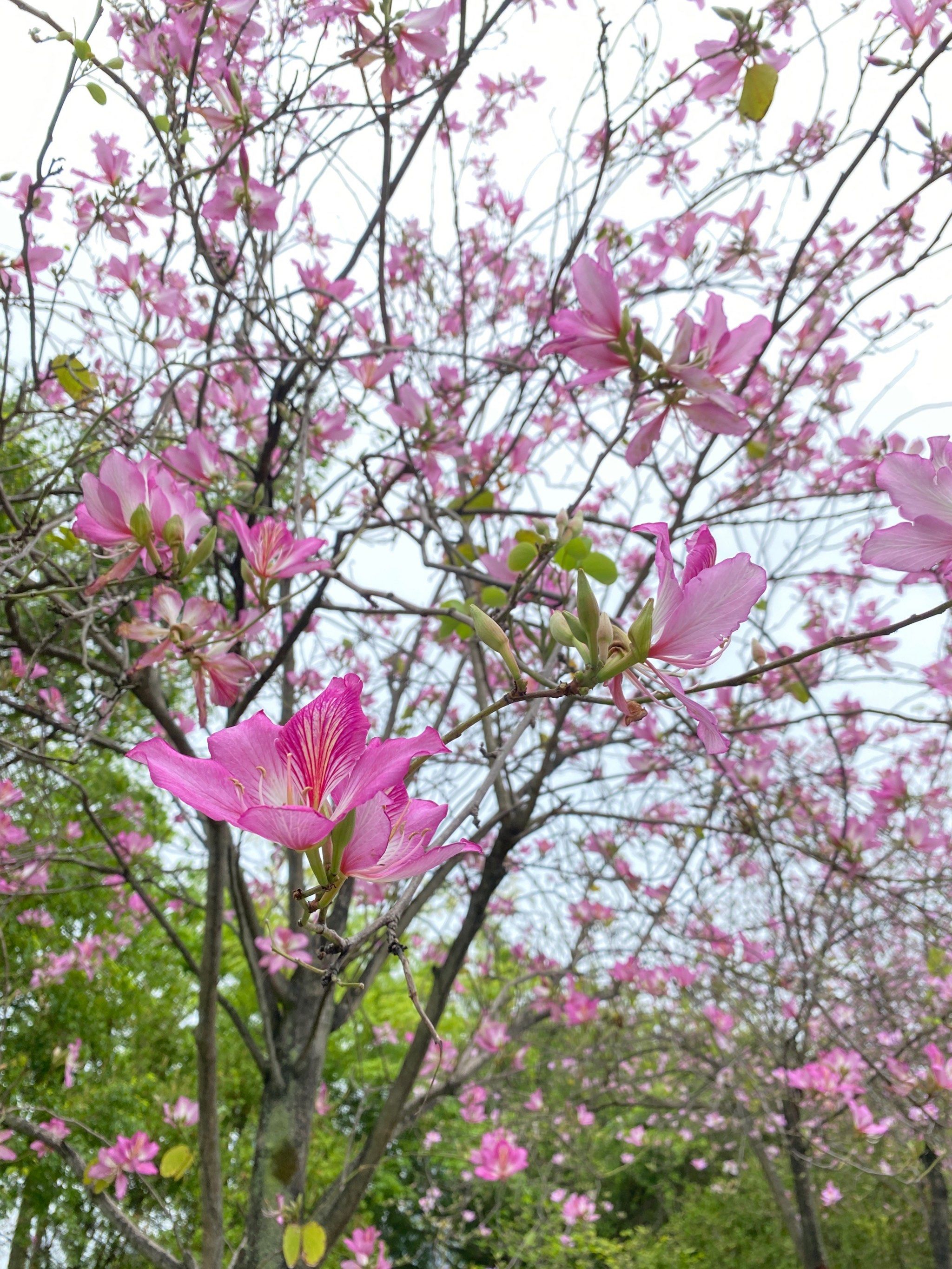 市民广场文昌桥果然拍花宝地