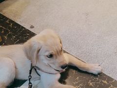 -宠颐生汉谟拉比宠物医院