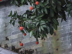 -广州神农草堂中医药博物馆