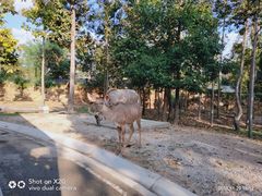 -清迈夜间动物园