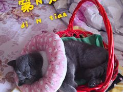 -宠福鑫康馨动物医院·骨科·眼科