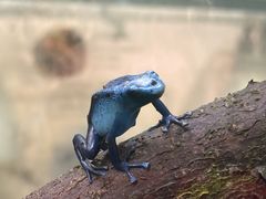 -上海大自然野生昆虫馆(东方明珠·爬宠昆虫探索中心)