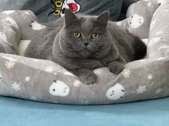 -瑞鹏宠物医院·骨科·猫科·内科(第一中心)