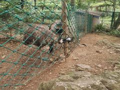 -南京老山国家森林公园