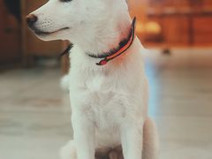 白天-柴务处·柴犬主题狗咖