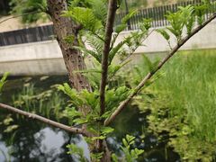 -白水寺森林公园