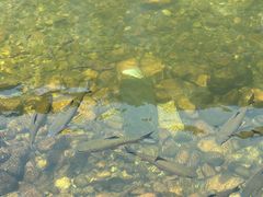 -凤凰山斑鱼馆(恭城店)