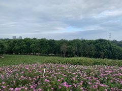 -松山湖梦幻百花洲