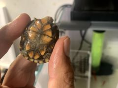 -灵龟之家百象馆(百象馆联合旗舰店)