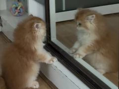 -lincat·猫舍(广州店)