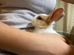 -钓仓鼠(洋桥北里小区店)