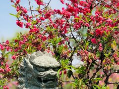 -南汇桃花村