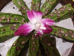 -阿露佳·舌尖上的安吉菜