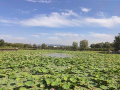 -羊亭河湿地公园