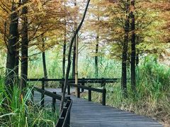 -梁鸿国家湿地公园