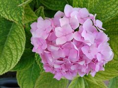 -锦府盐帮·李宅(领展购物广场中关村店)