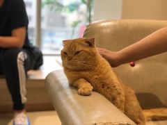 -藏猫猫咖啡主题馆(中央大道店)