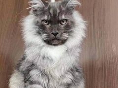 -青奢宠物·青奢猫舍