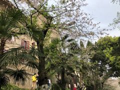 -武汉大学-樱园