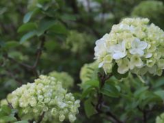 -上海滨江森林公园